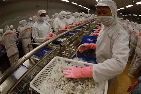 Processing shrimp for export (Photo: VNA)