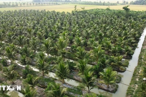 Coconut farming area in Chau Thanh district of Tra Vinh province. (Photo: VNA)