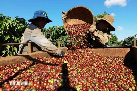 Coffee harvesting in the growing area of ​​Simexco Daklak Company, Buon Ma Thuot city, Dak Lak province (Photo: VNA)