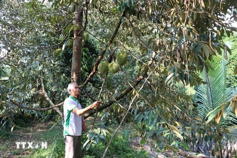 A farmer harvests durian in Long Tien commune, Cai Lay district, Tien Giang province.(Photo: VNA)