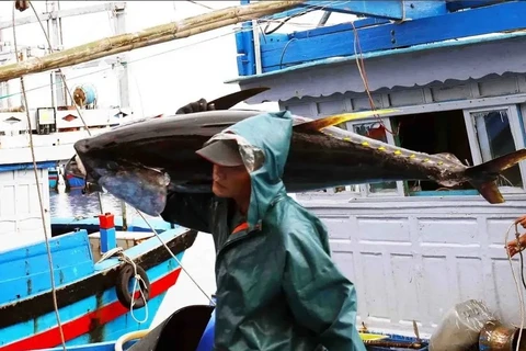 Transporting tuna at Tam Quan fishing port, Hoai Nhon town, Binh Dinh province. (Photo: VNA)