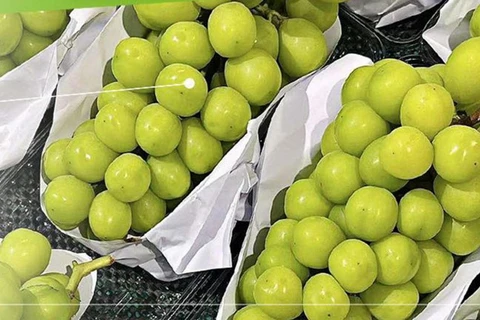 Shine Muscat grapes imported from China (Photo: Bangkok Post)