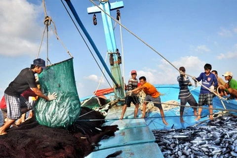 According to the sub-department of fisheries, coastal provinces and cities have deployed the eCDT system at 80 fishing ports and fish boarding points. (Photo navifeed.vn)