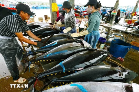 Workers process tuna. (Photo VNA)