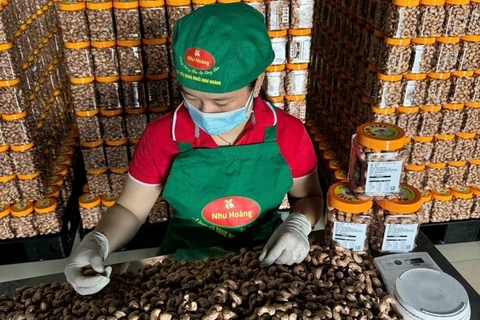 A worker packs salted roasted cashew products at an establishment in Tho Son commune, Bu Dang district, Binh Phuoc province. (Photo: VNA)