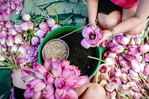 The art of lotus tea: Meticulous craft behind 1,000 blossoms