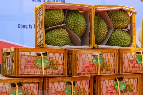 The first batch of durian from Can Tho city is exported to China on March 17, 2023. (Photo: VNA)