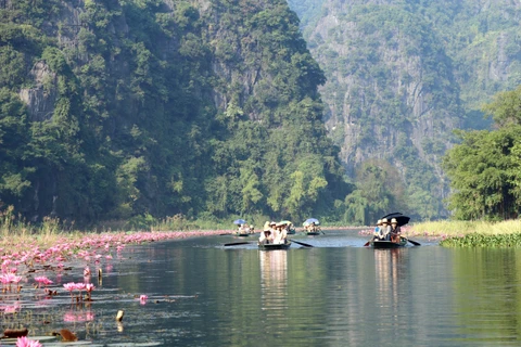 Purple water lily blossoms in Ninh Binh