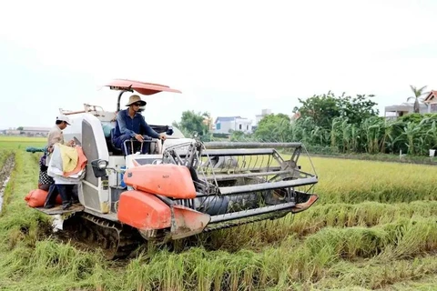 Cosecha de arroz en la provincia norvietnamita de Thai Binh. (Foto: VNA)