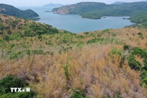 En el Parque Nacional de Con Dao, provincia de Ba Ria-Vung Tau (Foto: VNA)