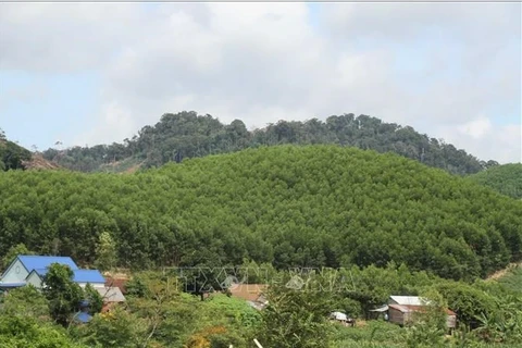 Depuis le milieu des années 2000, de nombreuses entreprises ont déployé des programmes et des projets de crédits carbone. Photo : VNA