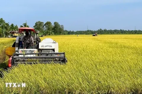 L'Institut international de recherche sur le riz (IRRI) est intéressé par un projet visant à développer un million d'hectares de riz de haute qualité à faibles émissions associé à une croissance verte dans le delta du Mékong. Photo : VNA