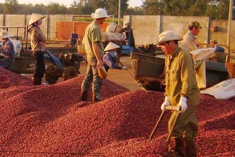 Il est prévu que la production de café continuera de diminuer d’environ 20 % au cours de la prochaine campagne agricole. (Photo : vneconomy.vn)
