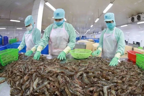 Les exportations de crevettes du Vietnam ont augmenté au premier semestre de cette année, mais le marché est confronté à la concurrence d'autres pays du monde. Photo . VNA