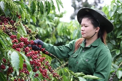 Un ouvrier récolte du café dans la province de Dak Lak, dans les Hauts plateaux du centre. (Photo : VNA)