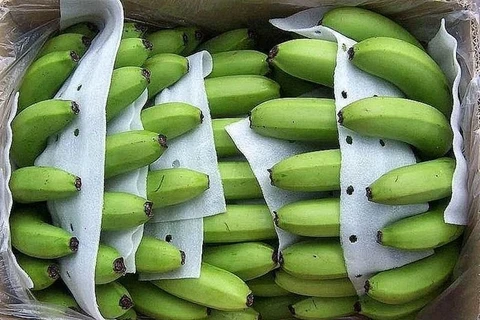 Le Vietnam détrône les Philippines et devient le plus grand exportateur de bananes vers la Chine