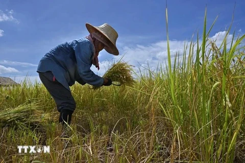 Des agriculteurs récoltent du riz dans un champ de la province d'Ayutthaya en Thaïlande. (Photo : AFP/VNA)