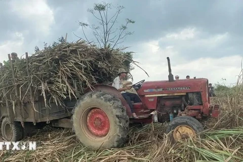 Lidera Vietnam por primera vez industria azucarera de la ASEAN