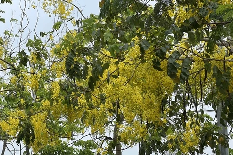 首都河内西湖沿岸的腊肠树垂下金灿灿的花朵 为行人送来“黄金雨”