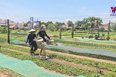 广南省会安市茶桂蔬菜种植村吸引国际游客体验乡村生活