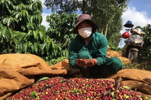 2023/24年度越南咖啡产量下降20%。图自越通社
