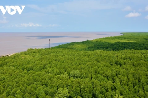 金瓯省依托森林实现可持续发展。图自互联网