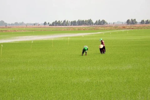 朔庄省扩大百万公顷优质水稻种植项目试点实施范围。图自越通社