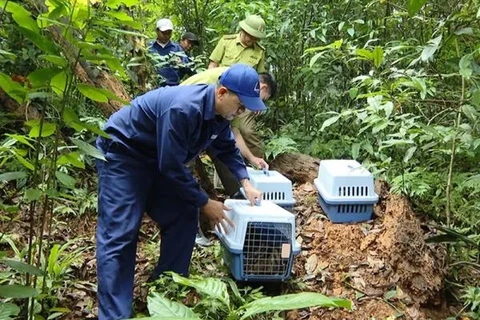 Plus de 20 animaux sauvages rares sont relâchés dans la nature. Photo: Internet