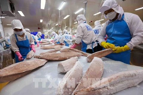 Transformation de pangasius. Photo: VNA