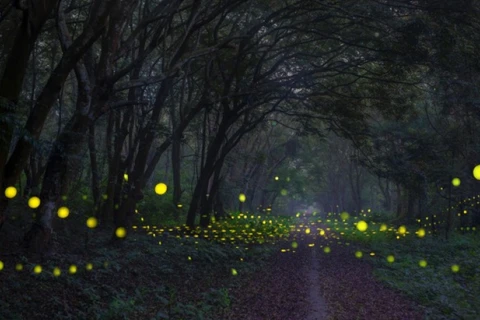 菊芳国家公园推出独特的夜间观赏萤火虫和珍稀动物旅游线路。图自互联网