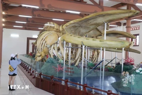 越南最大鲸鱼骨骼颇受游客的青睐。图自越通社