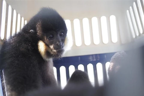 The yellow-cheeked gibbon (Nomascus gabriellae) that the Cuc Phuong National Park has rescued. (Photo: VNA)
