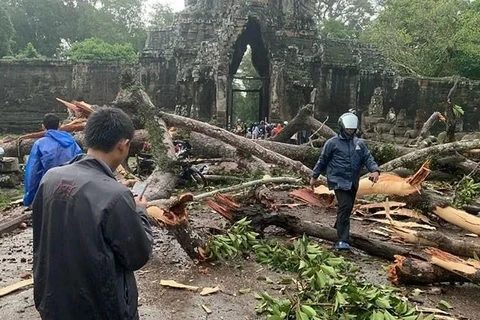 A rainstorm topples a centuries-old tree in the Angkor Archaeological Park in northwest Cambodia's Siem Reap province on July 23. (Photo: Khmer Times)