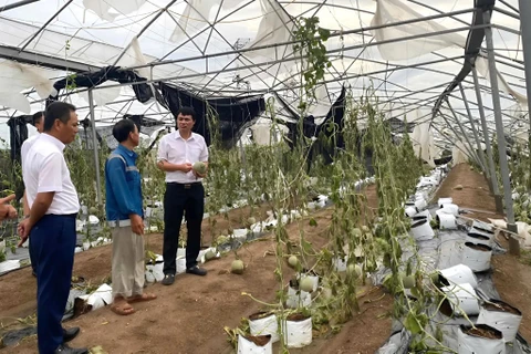 An agriculture business suffers damage caused by Typhoon Yagi. (Photo: VNA)