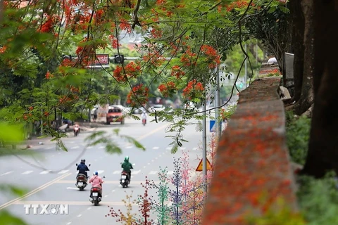 Red flamboyant flowers light up roads of Hoa Binh
