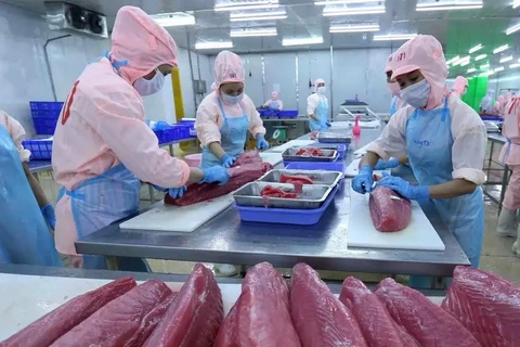 Processing tuna products for export. (Photo: VNA)