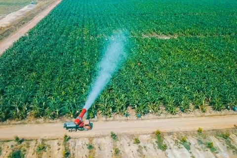 A banana farm invested by HAGL Group of Vietnam in Laos. (Photo: HAGL)