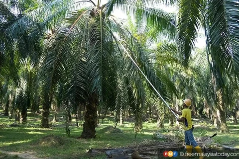 The project will reach children and young people as well as their families, both documented and undocumented, living and working in and around oil palm plantations in Tawau, Sabah. (Photo: https://www.freemalaysiatoday.com/)