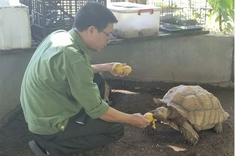 Staff from the station feed a turtle which was rescued from a trap.(Photo plo.vn)