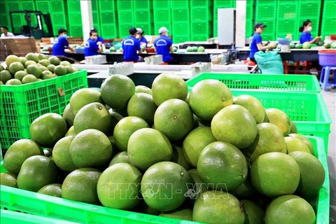 Vietnam’s fresh pomelo licensed to export to RoK. (Photo: VNA)