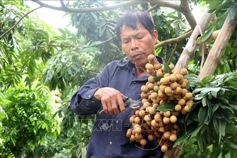 A farrmer in Hong Nam commune, Hung Yen city is harvesting longan. (Photo: VNA)