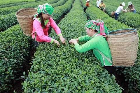 Farmers harvest tea in northern Lai Chau province. (Photo: VNA)