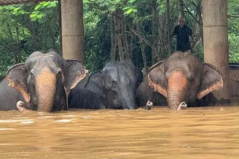 Over 100 elephants are evacuated from a popular elephant sanctuary in northern Thailand (Photo: https://www.thestar.com.my/)