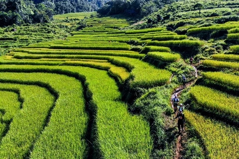 Runners compete in the Vietnam Jungle Marathon last year. This year, the event will welcome around 1,500 runners from almost 40 nations. (Photos courtesy of the organising board)