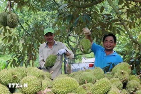 Harvesting durians at Lien Duc Cooperative in Xa Bang commune, Chau Duc district, Ba Ria-Vung Tau province (Photo: VNA)