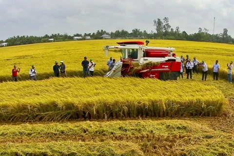 A smart rice farming model is implemented in the 2023-2024 Winter-Spring rice crop in Mekong Delta province of Hau Giang (Photo: VNA)