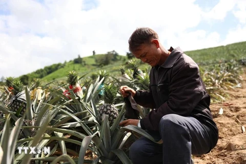 A farmer in Ea Lang settlement, Cu Pui commune, Krong Bong district, Dak Lak province takes care of pineapple trees (Photo:VNA)