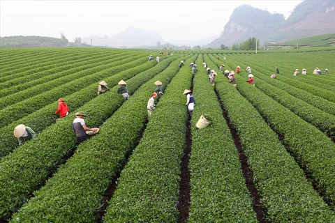 附图 图自越通社