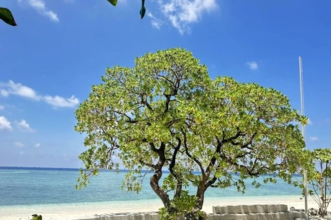  Belleza majestuosa de árboles en Truong Sa