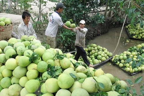 越南新鲜柚子远销世界12个地区和国家。图自越通社